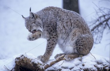Lynx Boréal se léchant la patte sous la neige Allemagne
