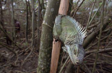 Green Iguana hunted for food Marajo island Brazil
