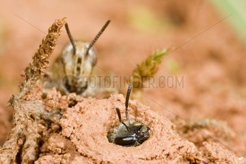 Sweat bee keeper at burrow entry observed by a locust France
