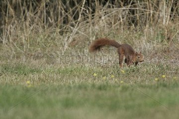 Eurasian red squirrel running in a meadow