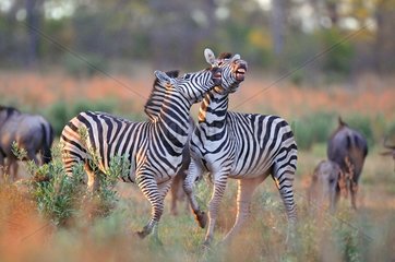 Plains Zebras in savannah in Botswana