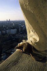 Norway rat on a monument of Paris France