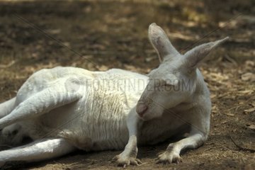 Känguru rotes Albinos SA Australien
