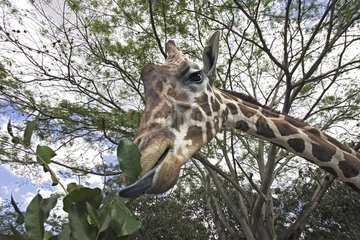 Portrait of an adult Giraffe eating of the sheets Venezuela