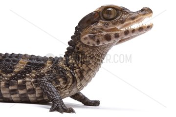 Cuvier's Smooth-fronted Caiman from South America in studio