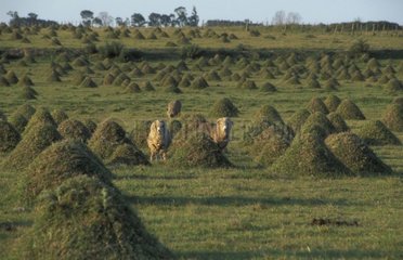 Termiten und Schafe in einem Uruguay -Feld