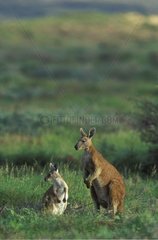 Femelle Kangourou wallarou et son jeune Cape Range Australie