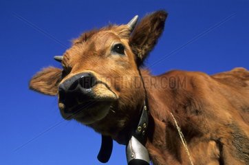 Portrait d'une vache tarine dans la Vallée de la Tarentaise