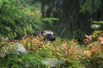 Wolverine in autumnal vegetation Haelsingland Sweden