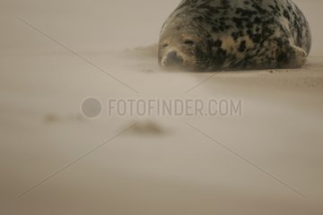 Graue Robbe ruht auf dem Sand Island