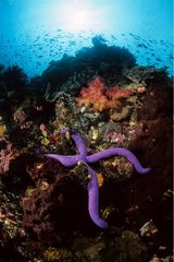 Blue Linckia Sea Star on a coral reef Sulawesi Island