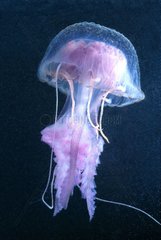 Mauve stinger jellyfish Estartit Espagne