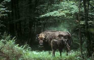 Bison d'Europe femelle suivie d'un jeune en forêt Pologne