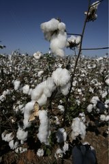 Cotton in Brazil