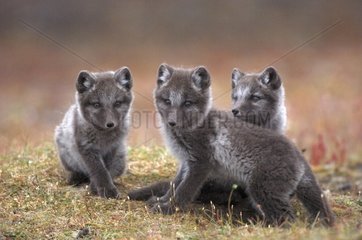 Siblings of Arctic fox cubs in the tundra Canada