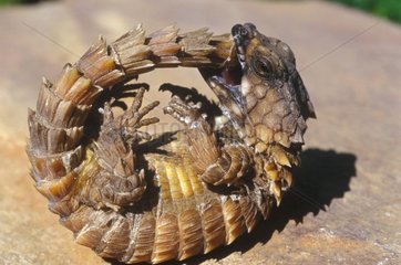 Armadillo Girdled lizard feigning death