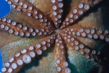 Base of tentacles of a Common Octopus Mediterranean Sea