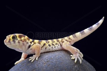 Wonder gecko (Teratoscincus scincus keyserlingi)  Kazakhstan