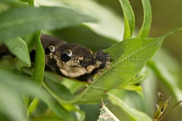 Elephant Hawk-moth (Deilephila elpenor) larva in plant. Sweden in August