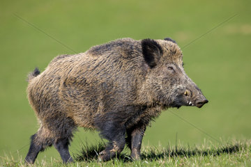 Male Wild Boar walking in the grass - France