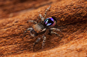 Male Peacock Jumping Spider - Australia