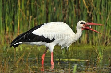 White Stork catching à fish in water