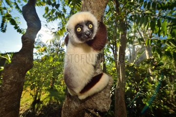 Verreaux's sifaka on a trunk  Madagascar