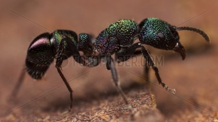 Green Ant (Rhytidoponera metallica)  Australia