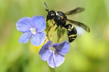 Wasp (Gymnomerus laevipes) female  21 May 2015  the Northern Vosges Regional Park  France  ranked World Biosphere Reserve by UNESCO  France