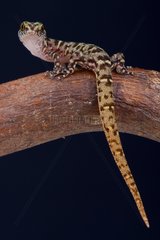 The tiny  dwarf gecko species  Island Least Gecko (Sphaerodactylus sputator) is endemic to the Lesser Antilles in the Caribbean. Saint Eustasius