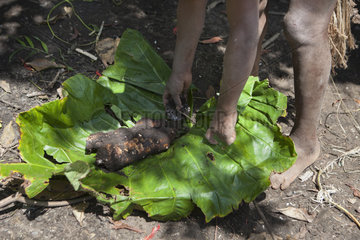 Cassava root cooking in leave - Tanna Vanuatu