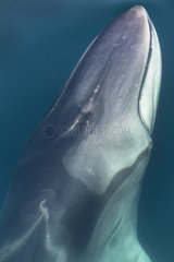 Portrait on Fin whale surfacing - Gulf of California