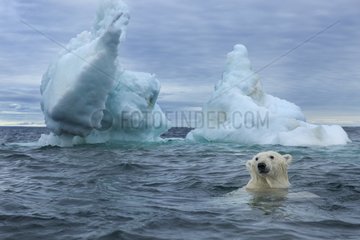 Underwater view of Polar Bear (Ursus maritimus) swimming near Arctic Circle along Hudson Bay  Nunavut Territory  Canada