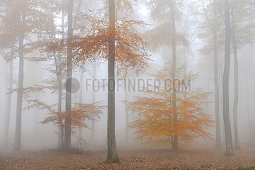 Beech (Fagus sylvestris) in autumn 2015 11 01  Northern Vosges Regional Nature Park  declared a World Biosphere Reserve by UNESCO  France