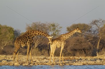 Southern Giraffe (Giraffa camelopardalis giraffa) - The male is trying to receive the scent of the female. At a waterhole. Etosha National Park  Namibia.