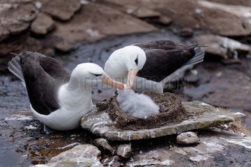 Display of Black-browed Albatross when a parent goes fishing and leaves the other hatching chick   Saunders Island  Falkland Islands