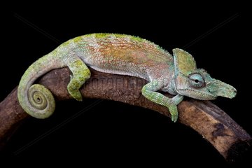 Strange-nosed chameleon (Kinyongia xenorhina) male  Ruwenzori  Uganda