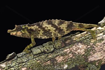 The Spiny pygmy chameleon (Rhampholeon acuminatus) was only discovered in 2006.  Nguru  Tanzania