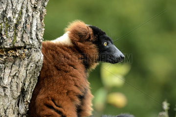 Portrait of Red ruffed lemur on the lemurs island - France