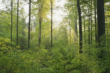 Sunbeams in Beech Forest  Fagus sylvatica  Spessart  Bavaria  Germany  Europe
