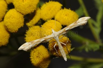 Tansy Plume (Platyptilia ochrodactyla)  2015 August 05  Northern Vosges Regional Nature Park  declared a World Biosphere Reserve by UNESCO  France