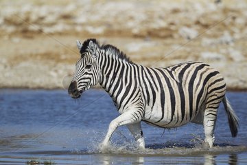 Burchell's Zebra (Equus quagga burchelli) - At a waterhole. Etosha National Park  Namibia.