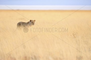 Lioness in savanna  Etosha  Namibia