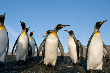 King Penguins at dawn - South Georgia