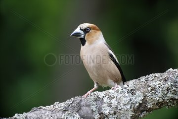 Hawfinch  (Coccothraustes coccothraustes)  single bird on branch  Bulgaria