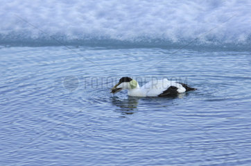 Male Common Eider on the water - Greenland