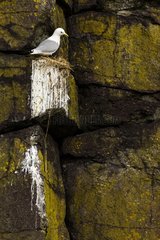 kittiwake (Rissa tridactyla) on nest. Scotland
