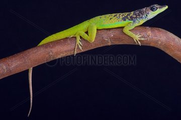 The male Barbados Anole (Anolis extremus) is a pallet of colors.  Barbados island