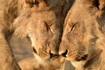 Young Lions cuddling - Savuti Botswana