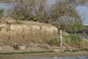 European Bee-eater nests in cliff (Merops apiaster). Camargue  France